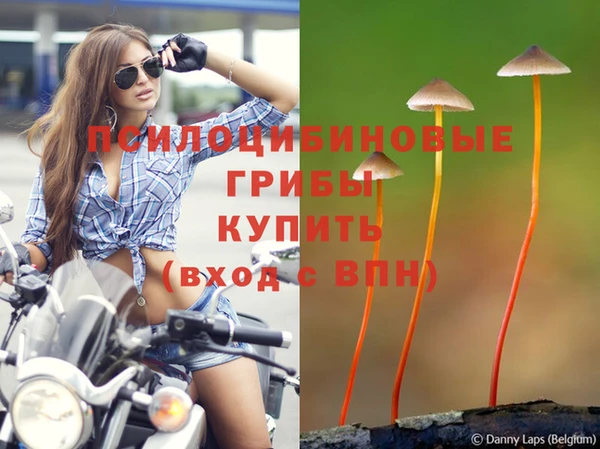 сатива Новоульяновск